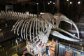 Interior Image of a whale skeleton