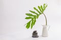 Interior image of white table with green plant over white wall Royalty Free Stock Photo