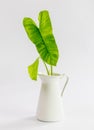 Interior image of white table with green plant Royalty Free Stock Photo
