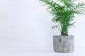 Interior image of wooden table with green plant over white wall background Royalty Free Stock Photo