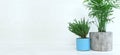 Interior image of wooden table with green plant over white wall background Royalty Free Stock Photo