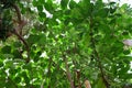 The interior of the Jardin d'hiver greenhouse Royalty Free Stock Photo