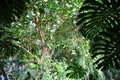 The interior of the Jardin d'hiver greenhouse Royalty Free Stock Photo