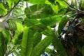 The interior of the Jardin d'hiver greenhouse Royalty Free Stock Photo