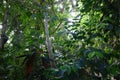 The interior of the Jardin d'hiver greenhouse Royalty Free Stock Photo