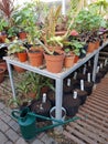 Interior of a large garden greenhouse. Royalty Free Stock Photo