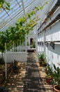 Interior of a large garden greenhouse. Royalty Free Stock Photo