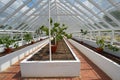 Interior of large Greenhouse with grape vines. Royalty Free Stock Photo