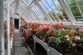 Interior of a large greenhouse. Royalty Free Stock Photo