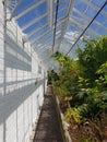 Interior of a large greenhouse. Royalty Free Stock Photo