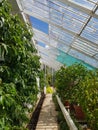 Interior of a large greenhouse. Royalty Free Stock Photo