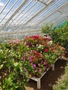 Interior of a large greenhouse. Royalty Free Stock Photo