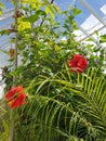 Interior of a large greenhouse. Royalty Free Stock Photo