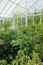 Interior of a large Victorian greenhouse. Royalty Free Stock Photo