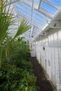 Interior of a large Victorian greenhouse.