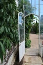 Interior of a large Victorian greenhouse.