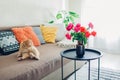 Interior Of Living Room Decorated With Flowers On Coffee Table And Cat Lying On Couch With Cushions. Fresh Roses