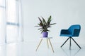 interior of living room in minimalistic design with armchair and calathea lancifolia plant in pot