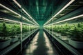 Interior of a modern greenhouse with rows of plants and neon lights, AI Generated Royalty Free Stock Photo