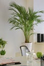 Interior of modern office with decorative Areca palm in pot