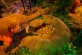 Interior museum of jurassic park with robotic dinosaurs