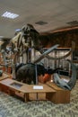 Interior of the national museum of Yakutsk. Skeleton of mammoth in the museum. Royalty Free Stock Photo