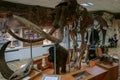 Interior of the national museum of Yakutsk. Skeleton of mammoth in the museum. Royalty Free Stock Photo