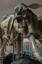 Interior of the national museum of Yakutsk. Skeleton of mammoth in the museum. Royalty Free Stock Photo