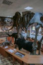 Interior of the national museum of Yakutsk. Skeleton of mammoth in the museum. Royalty Free Stock Photo