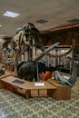 Interior of the national museum of Yakutsk. Skeleton of mammoth in the museum. Royalty Free Stock Photo