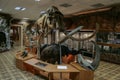 Interior of the national museum of Yakutsk. Skeleton of mammoth in the museum. Royalty Free Stock Photo