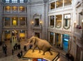 Interior of The National Natural History Museum of the Smithsonian Institution - Washington, D.C., USA Royalty Free Stock Photo