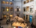 Interior of The National Natural History Museum of the Smithsonian Institution - Washington, D.C., USA Royalty Free Stock Photo