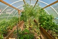 Interior of a greenhouse full of vegetables Royalty Free Stock Photo