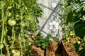 Interior of a greenhouse full of vegetables