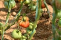 Closeup on tomatoes in a greenhouse