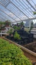 Interior ofva large Victorian glasshouse.