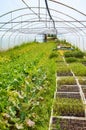 Interior of an old greenhouse with organic vegetables cultivation