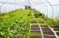 Interior of an old greenhouse with organic vegetables cultivation