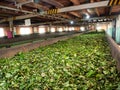 Interior of old tea factory. Green tea leaves drying and fermenting Royalty Free Stock Photo