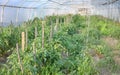 Interior of an organic vegetable greenhouse farm, selective focus Royalty Free Stock Photo