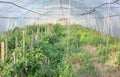 Interior of an organic vegetable greenhouse farm, selective focus Royalty Free Stock Photo