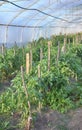 Interior of an organic vegetable greenhouse farm, selective focus Royalty Free Stock Photo