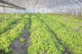 Interior of an organic vegetable greenhouse farm, selective focus Royalty Free Stock Photo