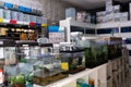 Interior of pet store with various of bird cages, shelves with pet accessories Royalty Free Stock Photo