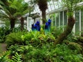 Interior of Phipps Conservatory and Botanical Gardens Royalty Free Stock Photo