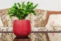 Interior plant on glass table