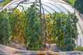 Poly Tunnel Vegatables Plants Royalty Free Stock Photo