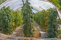 Poly Tunnel Plants Vegatables Royalty Free Stock Photo