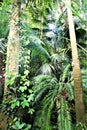 Interior of the Poznan Palm House - great collection of plants and variety of species